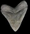 Large, Megalodon Tooth - South Carolina #43031-2